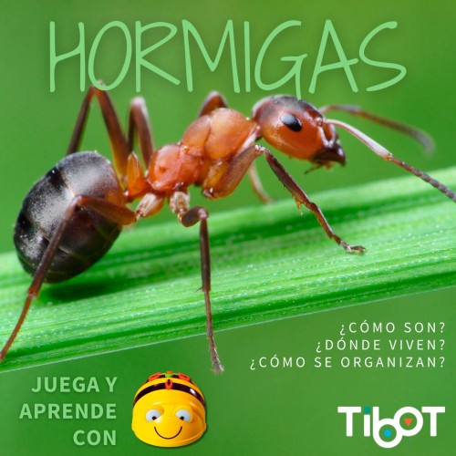 Aprendemos sobre las hormigas